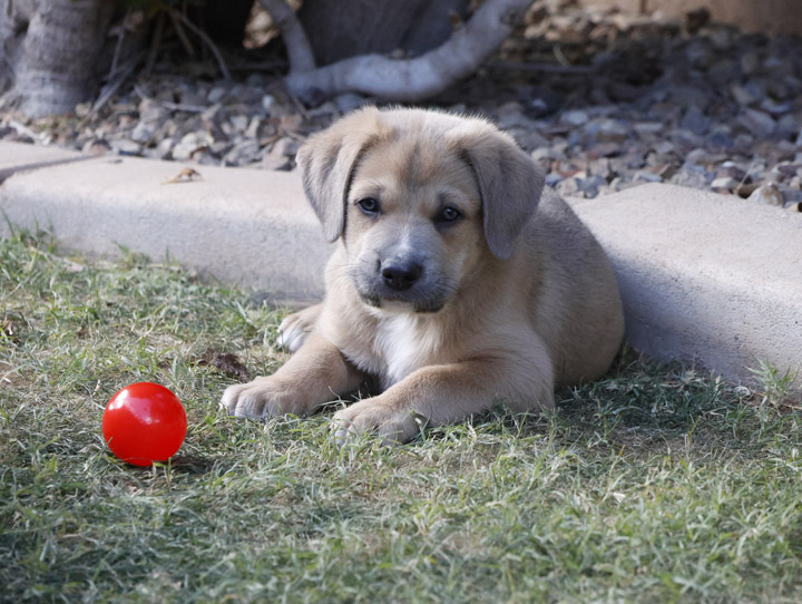 chinook dog